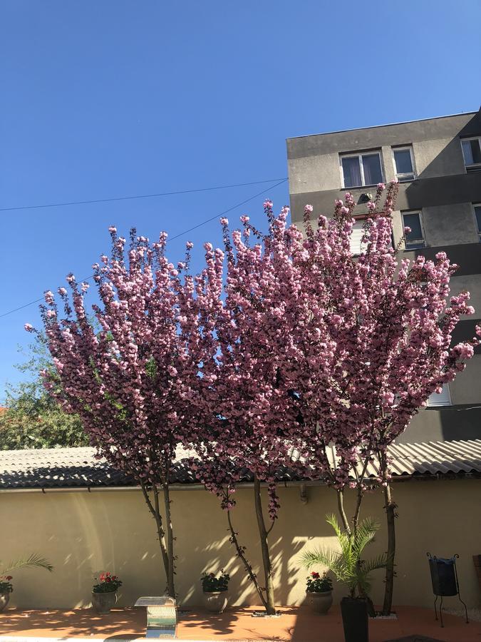 Mosoly Apartman Сегед Екстериор снимка